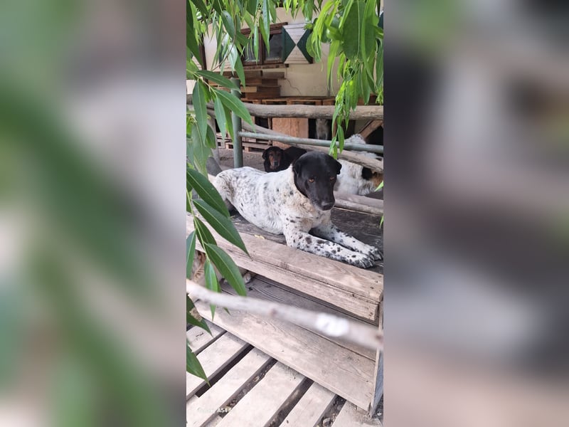 Rüde Monty auf Pflegestelle in D-Groß Gerau