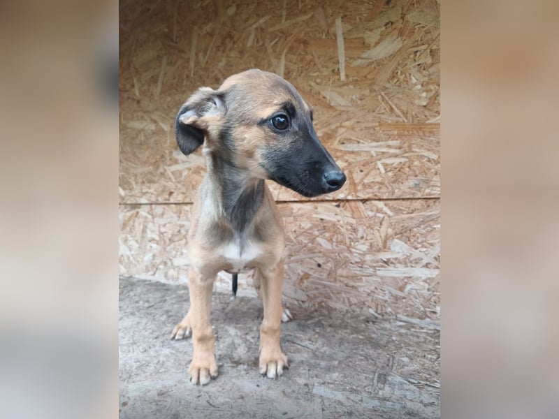 Saphira Tierschutzhund sucht ein Zuhause
