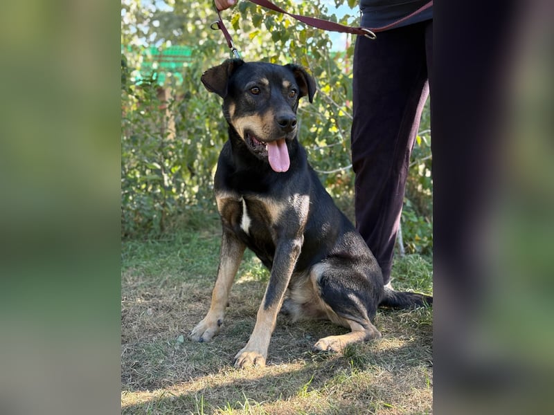 Lemmi,  hübscher Kerl sucht seine Familie