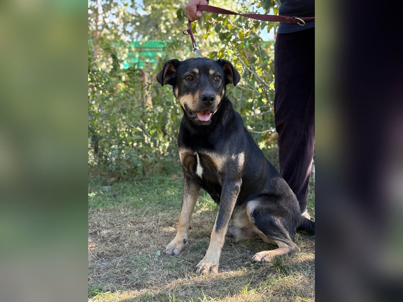 Lemmi,  hübscher Kerl sucht seine Familie