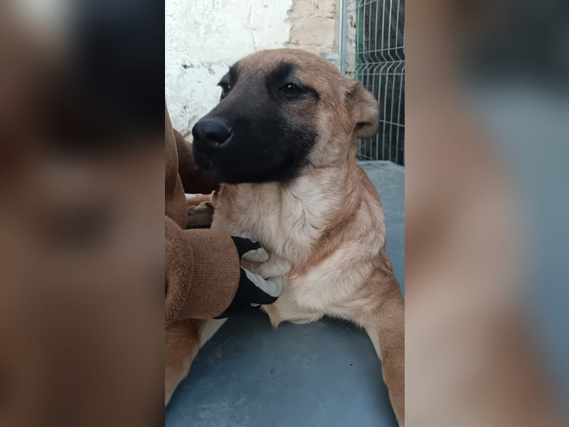 ⭐️TINNI⭐️, Malinois-Mix, Hündin, 9 Monate, 53 cm, Mischling, Tierschutz Rumänien
