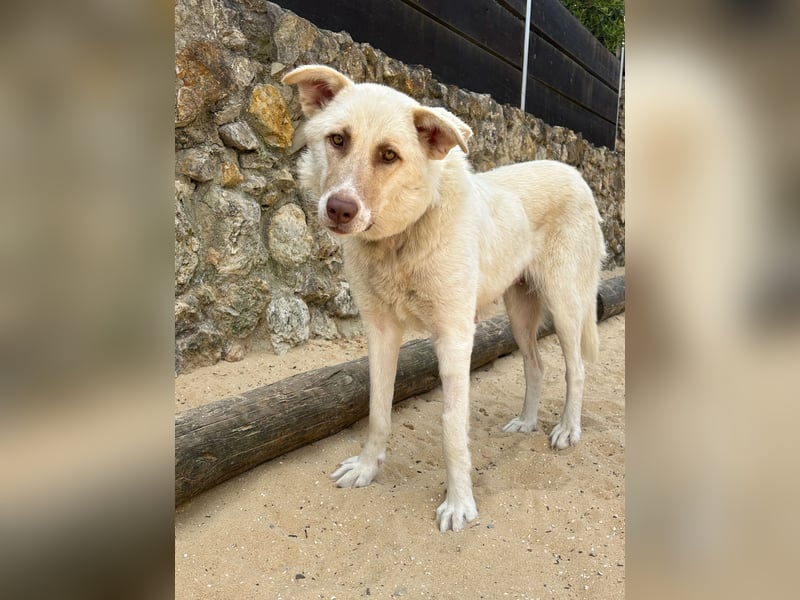 Sanfte Areia wartet auf unserem Tierschutzhof in Portugal auf dich!
