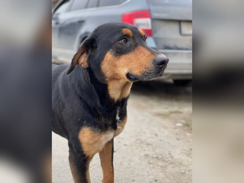 ⭐️ROCKET⭐️, Menschenfreund, Rüde, 8 Jahre, 55 cm, Mischling, Tierschutz