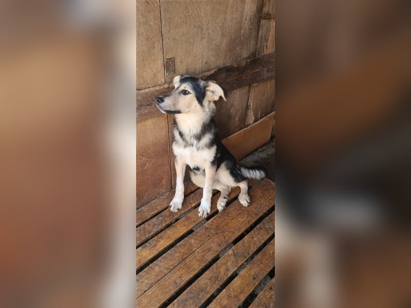 Liebevoller Jungrüde hat es satt, im Shelter zu sein