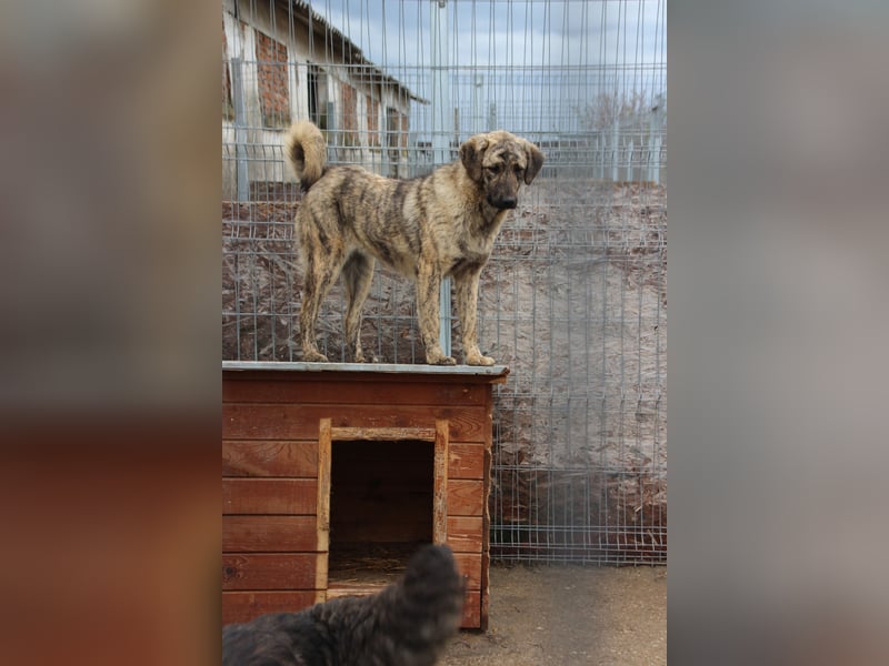 HELEN, schüchternes Notfell, 1 Jahr, 53 cm, Herdenschutz-Mischling, Tierschutz Rumänien