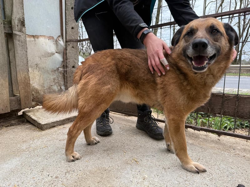 Amigó ist bereit für sein neues Leben