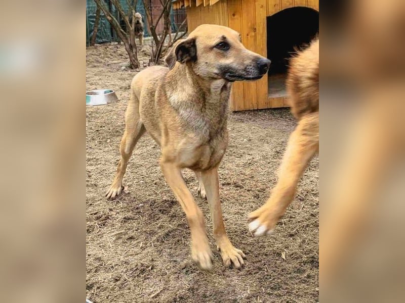 ⭐️KATHI⭐️, Hündin, 7 Jahre, 55 cm, Mischling, Tierschutz