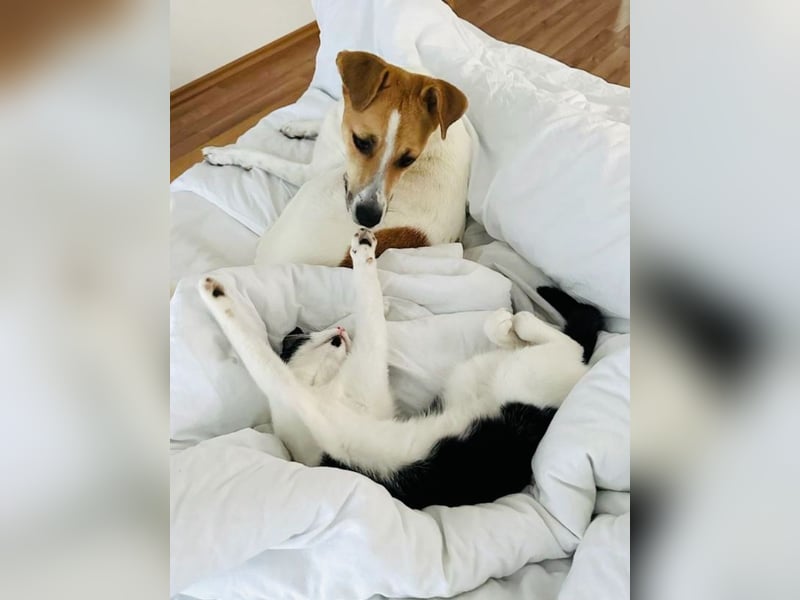 PIPPA, passionierte Waldläuferin, 4 Jahre, 55 cm, Mischling, Tierschutz, Köln