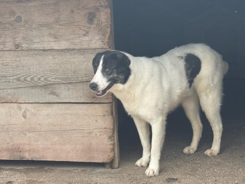Rüde Balu sucht sein Zuhause