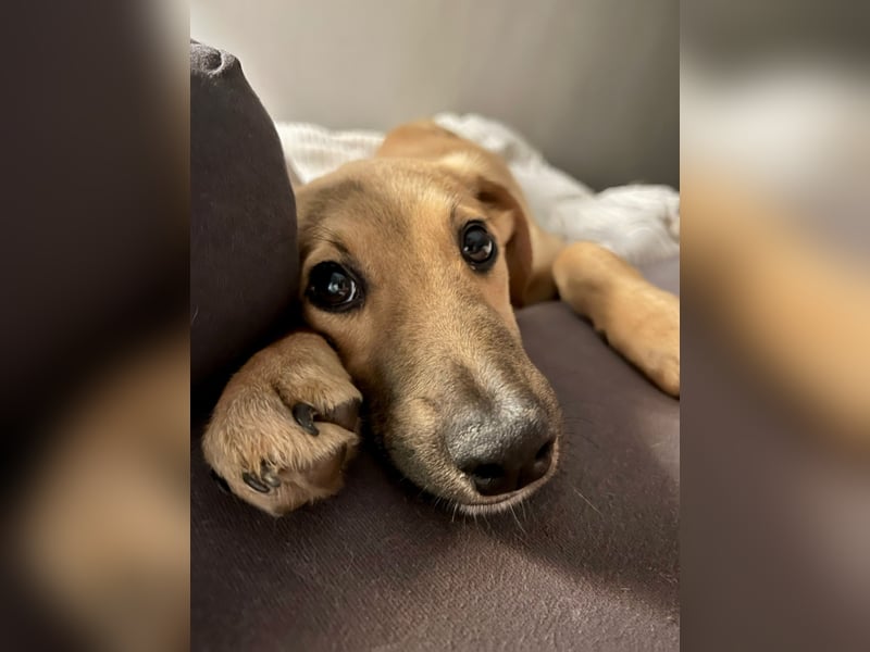 FELICY, smarter Windhund-Mix, 6 Monate, 54 cm, Tierschutz, Pflegestelle Kürten