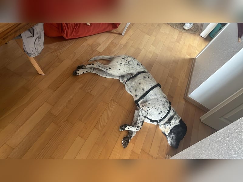 Rüde Monty auf Pflegestelle in D-Groß Gerau