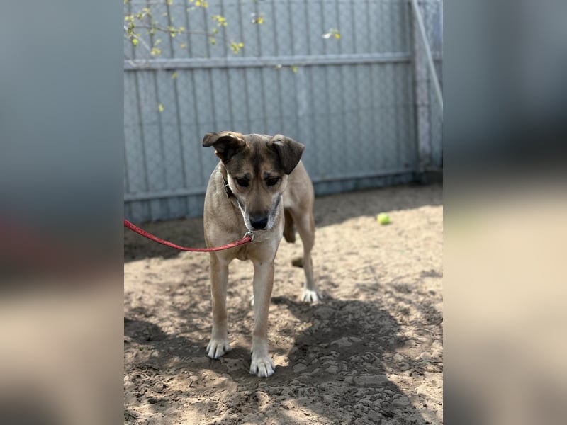 Nayeli sucht ein Zuhause mit Erfahrung