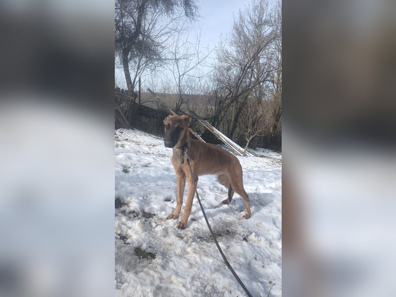 Seppl Tierschutzhund sucht ein Zuhause