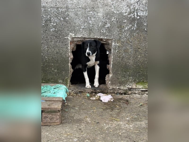 ⭐️YASIN⭐️, freundlicher Rüde, 2,5 Jahre, 55 cm, Mischling, Tierschutz