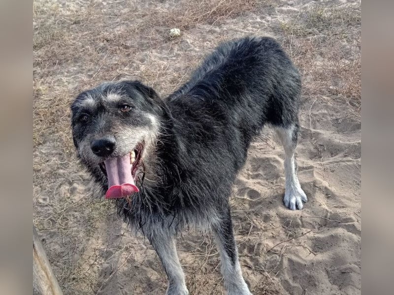 Hermiusz - Will dein Vertrauen gewinnen!