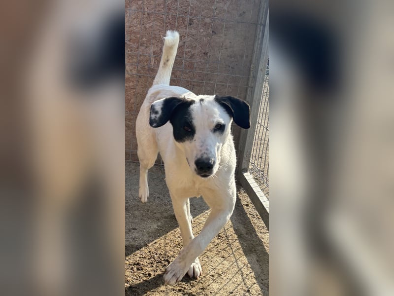 ⭐️GEORGIA⭐️, reizendes Hundemädchen, 2,5 Jahre, 52cm, Mischling, Tierschutz