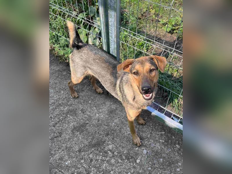 ⭐️WUMMEL⭐️, Herzenshund, Rüde, 2,5 Jahre, 52 cm, Mischling, Tierschutz Rumänien