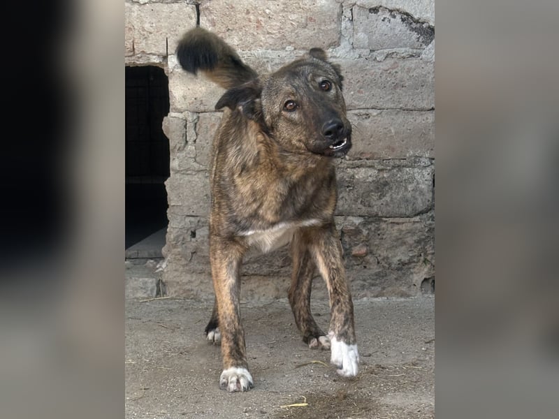 ⭐️AVA⭐️, toller Name, tolle Hündin, fast 2 Jahre, 52 cm, Mischling, Tierschutz