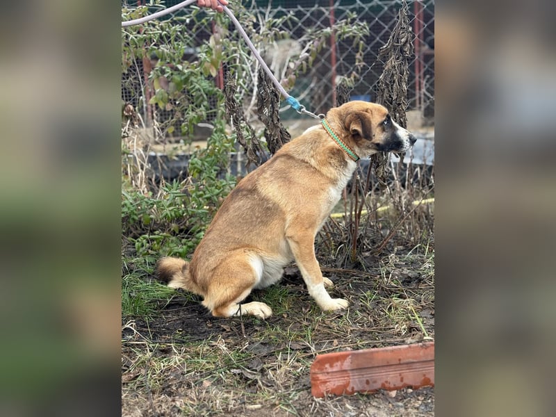 Shirley ist ein Herzenshund auf der Suche nach dir