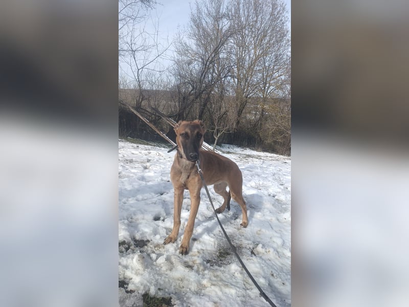 Seppl Tierschutzhund sucht ein Zuhause