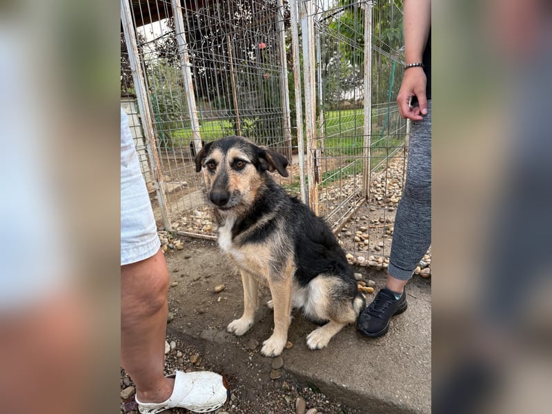 Priya Tierschutzhund sucht ein Zuhause