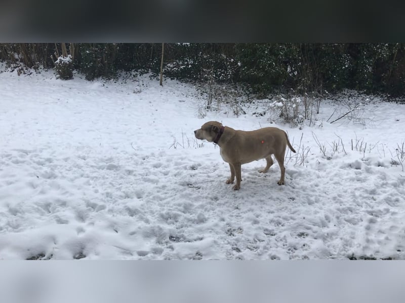 Anton - z.Zt.. in 52156 Monschau / Vermittlungshilfe