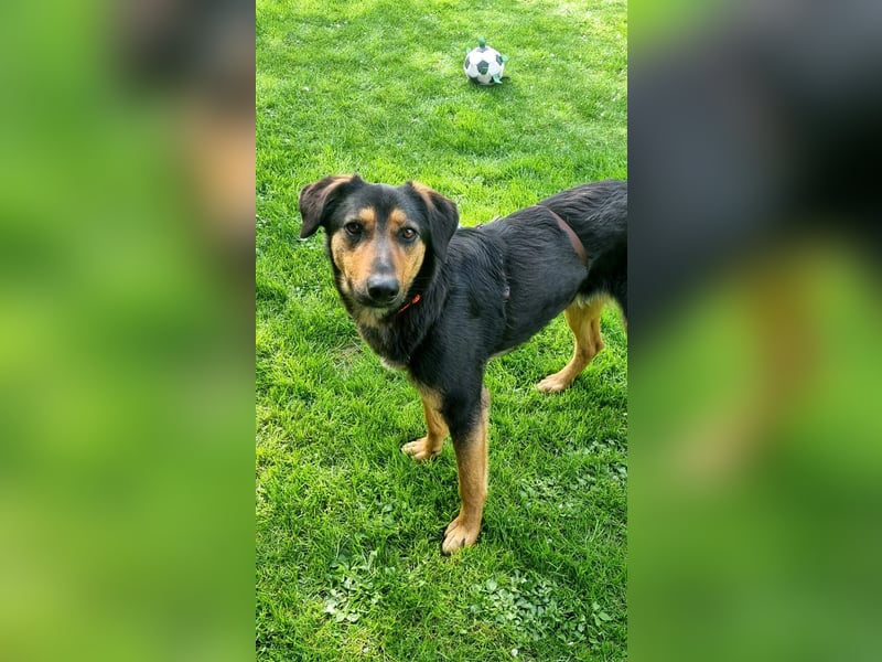 EDO, Küsschen-König, 1 Jahr, 57 cm, Mischling, Pflegestelle 53773, Tierschutz Rumänien