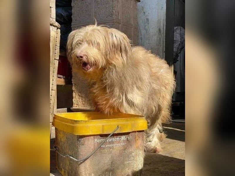 JESSICA, sanfte Hunde-Lady, 12 Jahre, 53 cm, Mischling, Tierschutz Rumänien