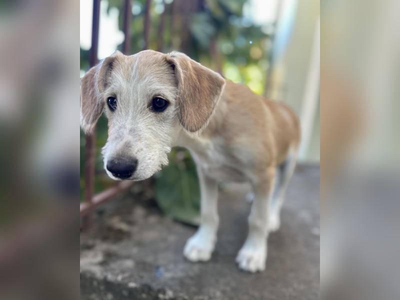 Finch aus unserem Vogel Wurf wartet in Portugal auf dich!