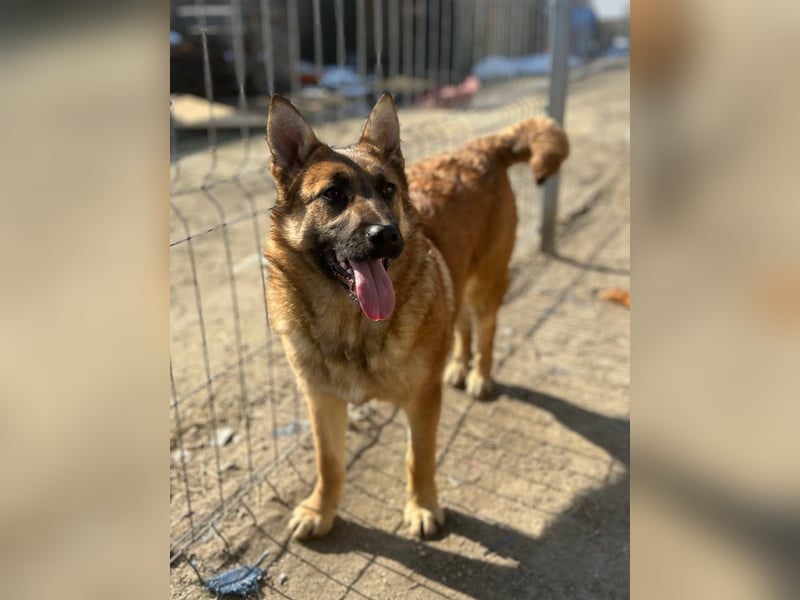 ⭐️TINNI⭐️, Malinois-Mix, Hündin, 9 Monate, 53 cm, Mischling, Tierschutz Rumänien