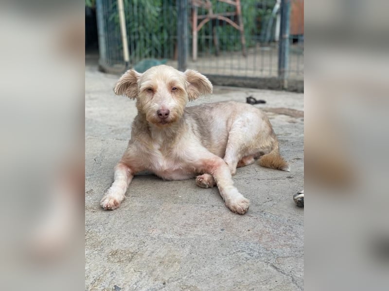 JESSICA, sanfte Hunde-Lady, 12 Jahre, 53 cm, Mischling, Tierschutz Rumänien