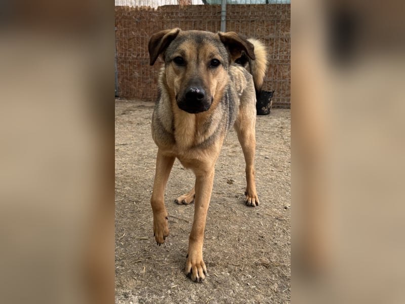 ⭐️WUTZL⭐️, liebevoller Rüde, 2,5 Jahre, 54 cm, Mischling, Tierschutz