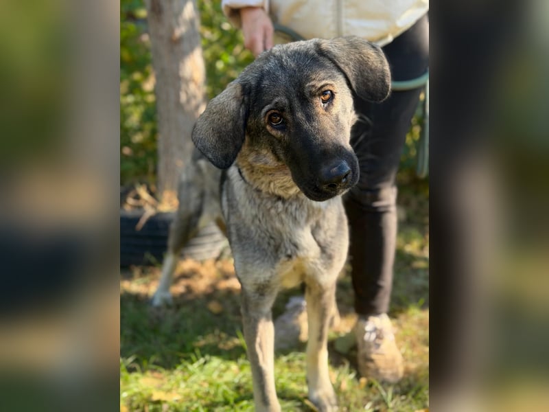 Barka  - möchte dein Herz erobern