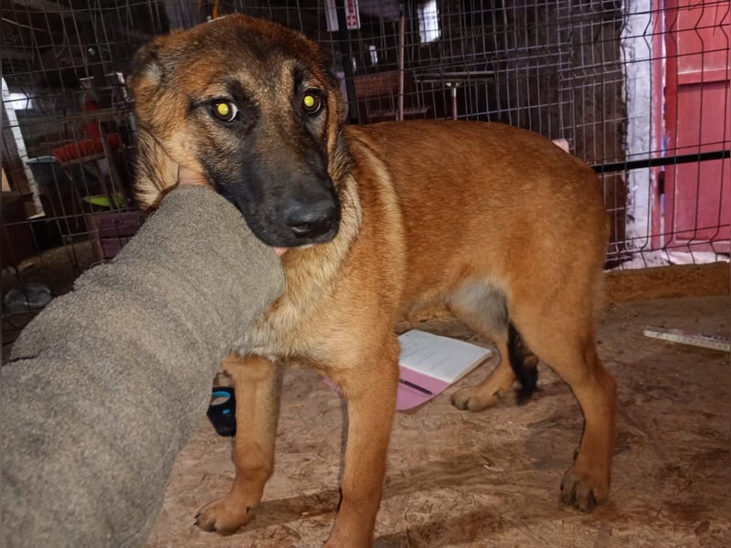 ⭐️TIRANA⭐️, Malinois-Mischling, Hündin, 8 Monate, 54 cm, Mischling, Tierschutz Rumänien