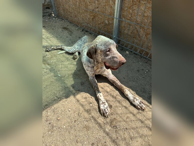 ⭐️Eliah⭐️, schaut das Video auf unserer HP! Rüde, 4 Jahre, 48 cm, Tierschutz, in Deutschland