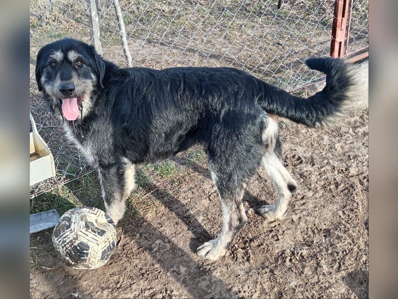 Hermiusz hat so viel Liebe zu geben