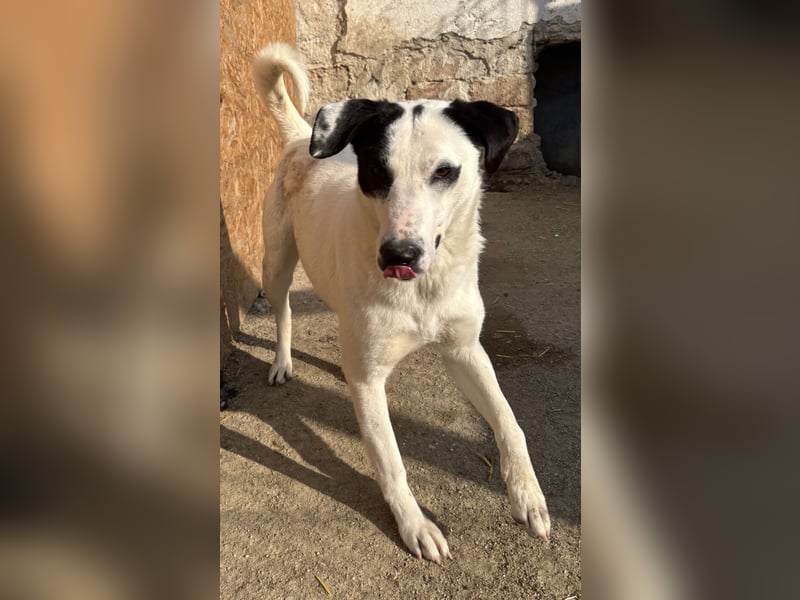 ⭐️GEORGIA⭐️, reizendes Hundemädchen, 2,5 Jahre, 52cm, Mischling, Tierschutz