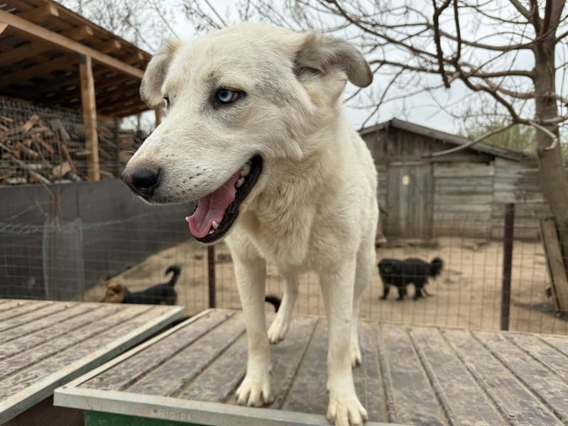 Sanfte Hündin 780218 sucht ihr Zuhause