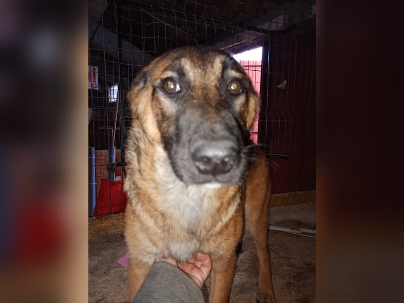⭐️TIRANA⭐️, Malinois-Mischling, Hündin, 8 Monate, 54 cm, Mischling, Tierschutz Rumänien
