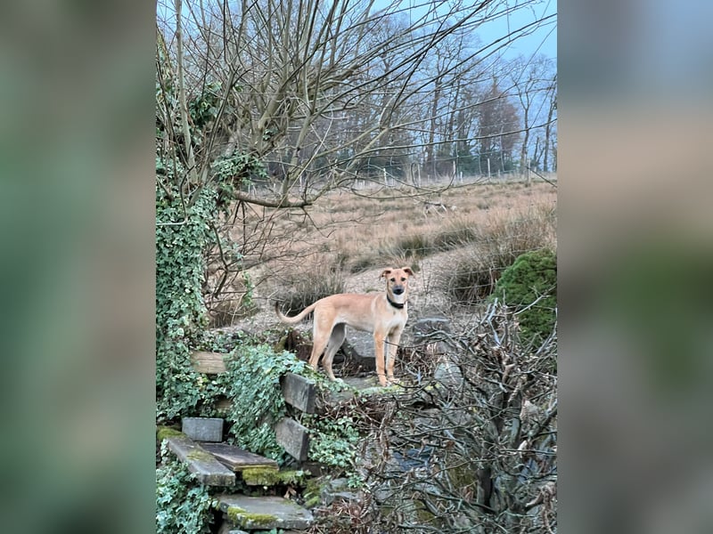 FELICY, smarter Windhund-Mix, 6 Monate, 54 cm, Tierschutz, Pflegestelle Kürten