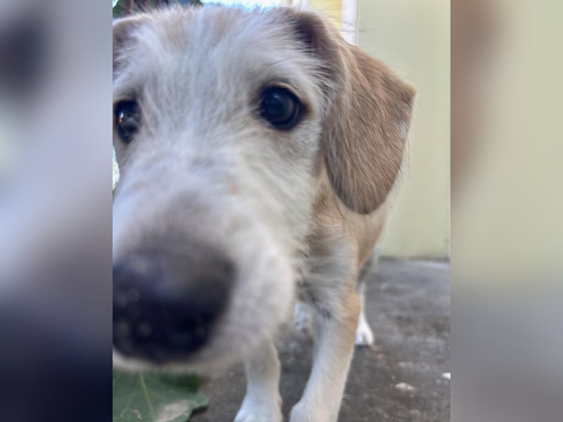 Finch aus unserem Vogel Wurf wartet in Portugal auf dich!