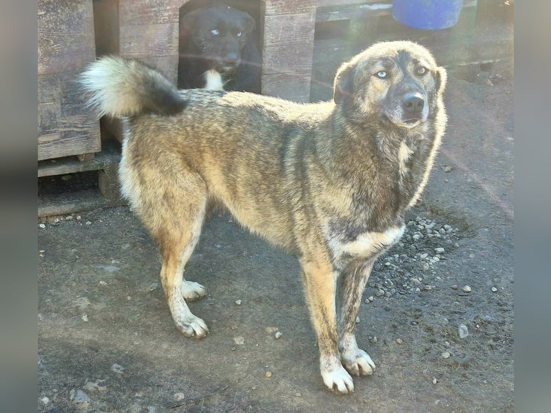 Liebe Hündin 107402 sucht ihre Menschen