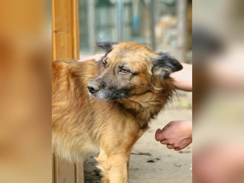 STEVE, charakterstarker Rüde, 9,5 Jahre, 53 cm, Mischling, Tierschutz Rumänien