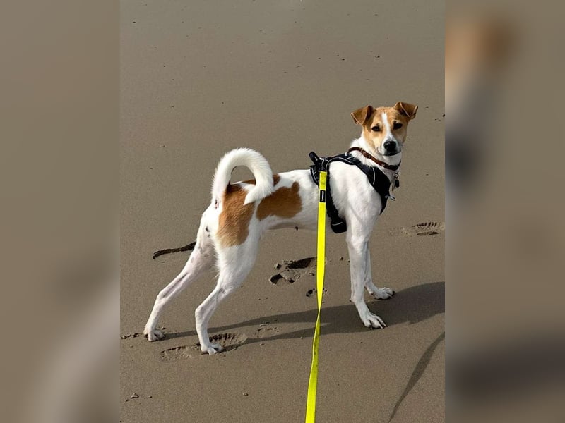 PIPPA, passionierte Waldläuferin, 4 Jahre, 55 cm, Mischling, Tierschutz, Köln