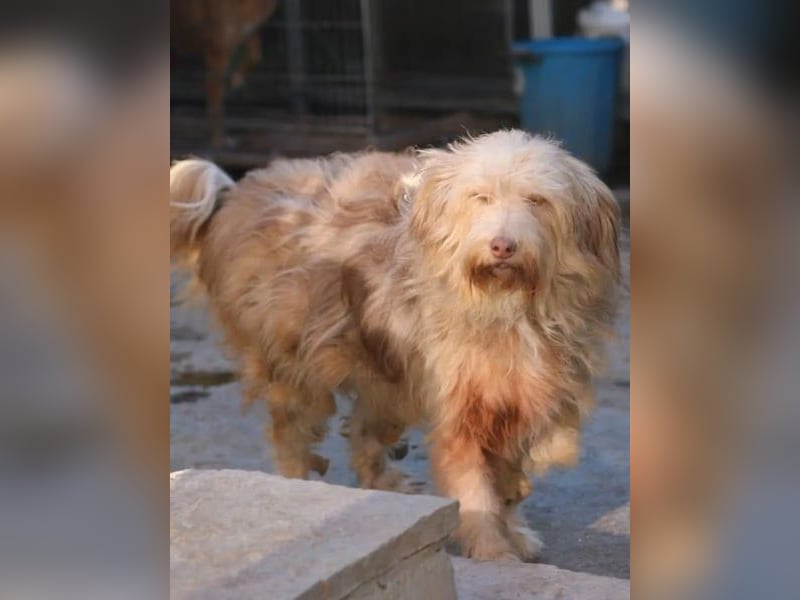*Notfell* JESSICA, liebe Hunde-Oma, 12 Jahre, 53 cm, Mischling, Tierschutz Rumänien