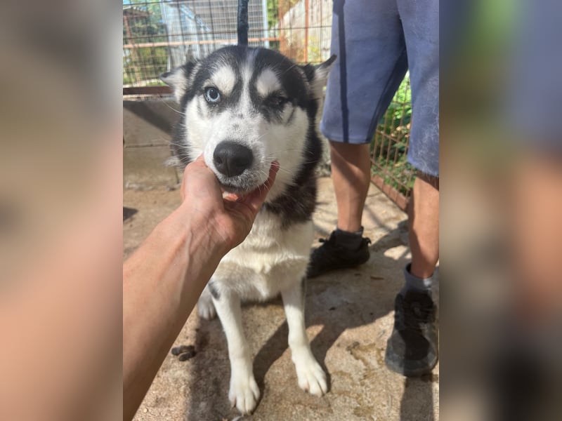 Hanna - Huskyhündin sucht Geborgenheit