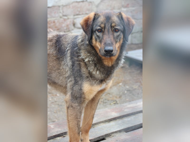 ⭐️AMY⭐️, unkomplizierte Hündin, 2 Jahre, 59 cm, Mischling, Tierschutz Rumänien