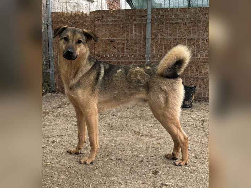 ⭐️WUTZL⭐️, liebevoller Rüde, 2,5 Jahre, 54 cm, Mischling, Tierschutz