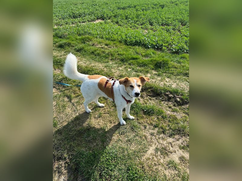 Mogli, der kleine Frechdachs