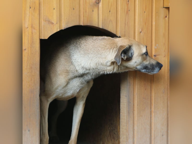 ⭐️KATHI⭐️, sportliche Hündin, 7,5 Jahre, 55 cm, Mischling, Tierschutz Rumänien